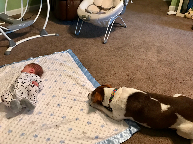 Illustration for article titled Ginger is meeting and getting to know her new little brother.